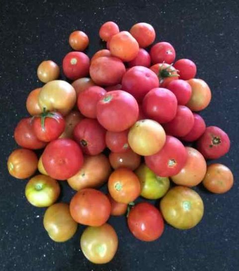 tomato pile